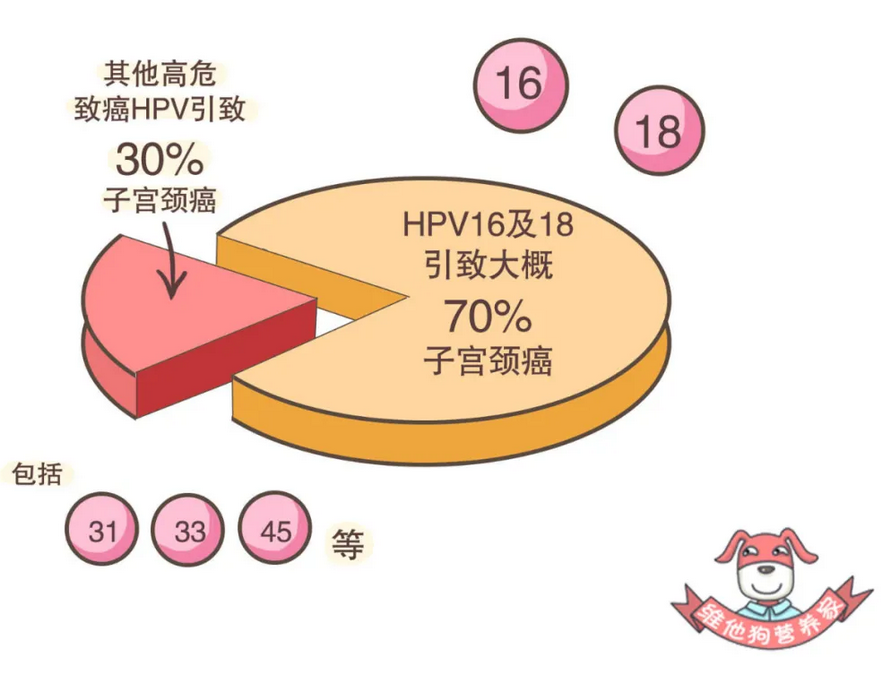 致癌HPV引致