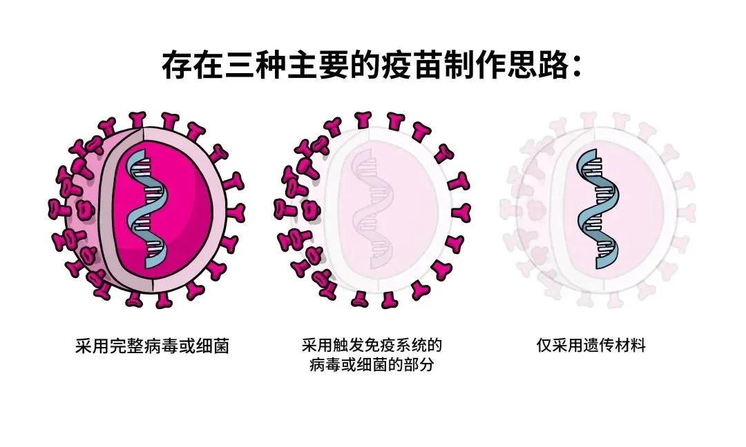 疫苗制作思路