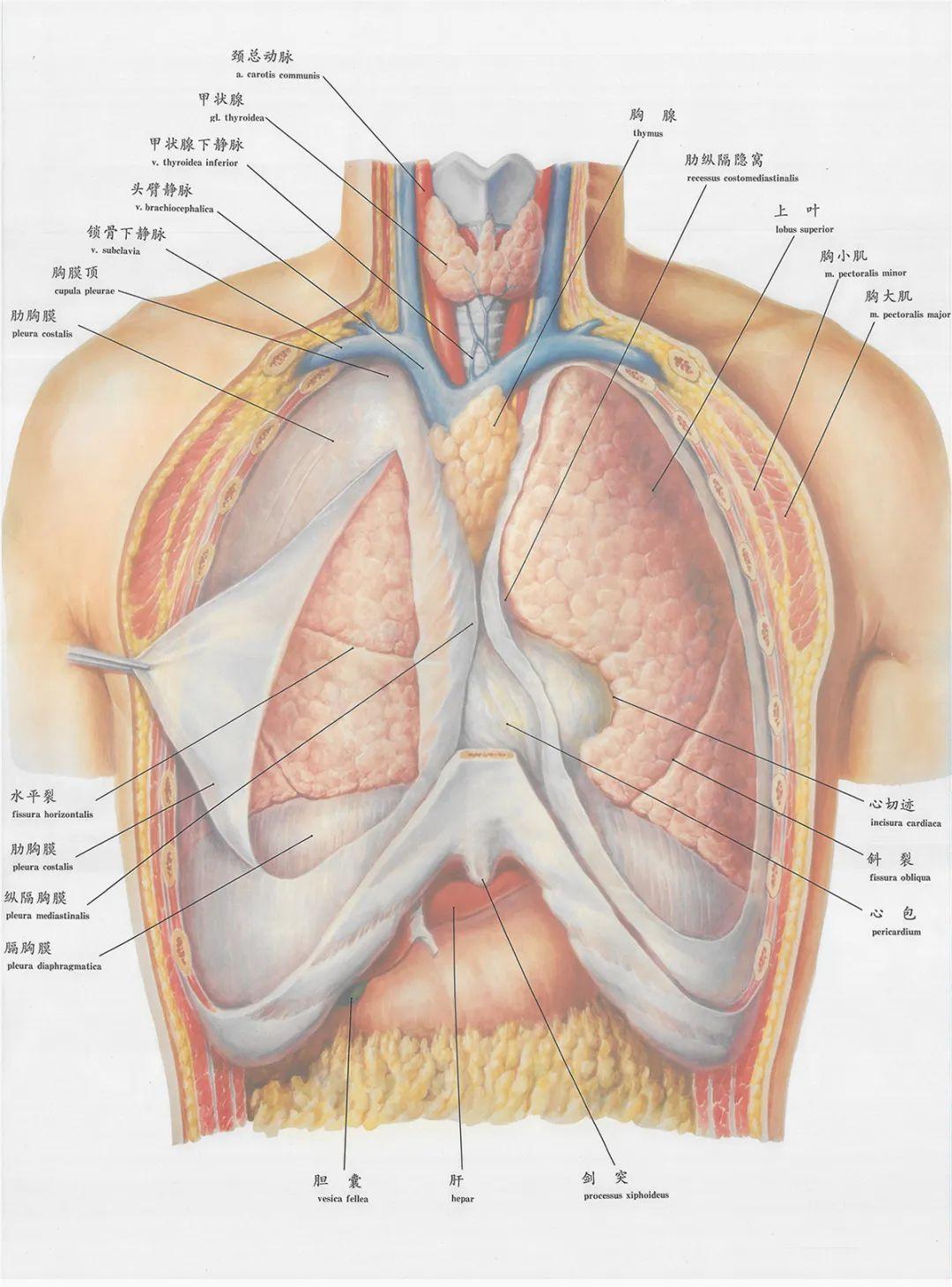 肋胸膜和壁胸膜图片