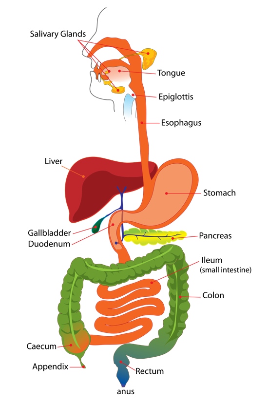 消化系统结构图卡通图片